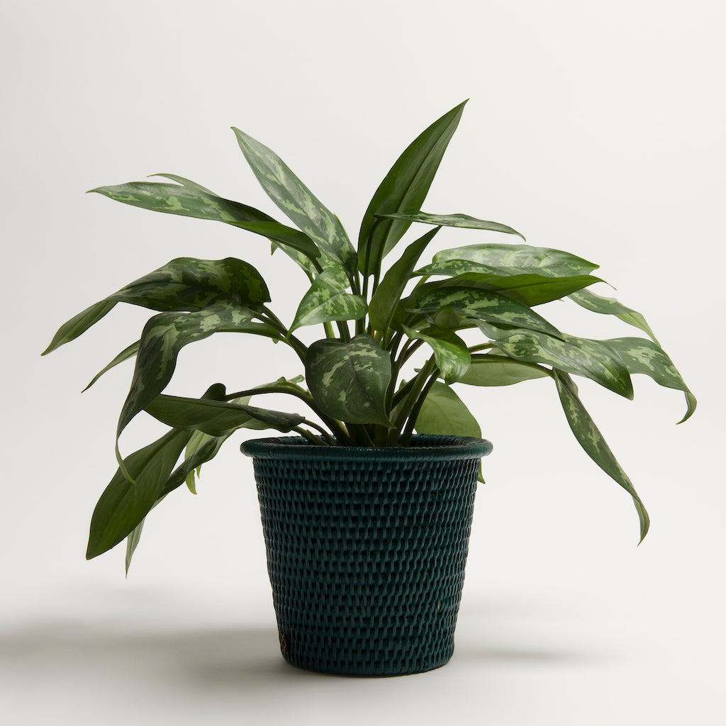 Kanbalu Planter | Small, Medium & Large