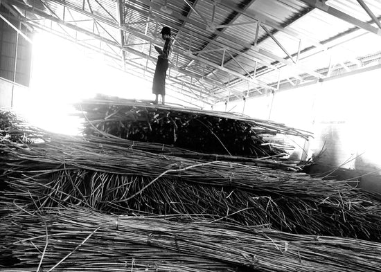 See this big pile of rattan?