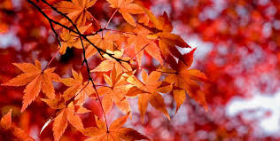 Kalinko Living: Autumn Essentials