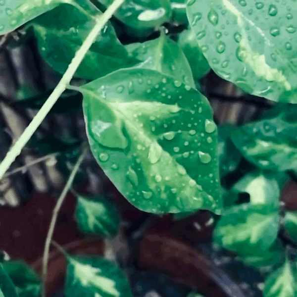 Magical Monsoon
