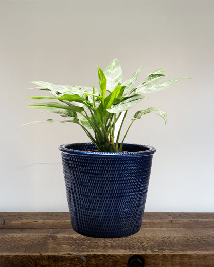 BLACK FRIDAY  Large Kanbalu Planter