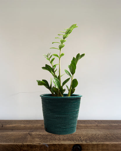 BLACK FRIDAY Medium Kanbalu Planter