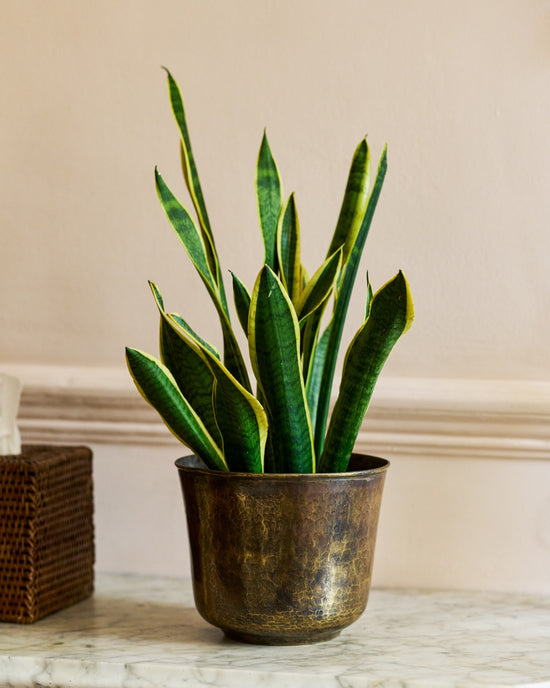 Golden Trumpet Brass Planter