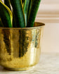 Golden Trumpet Brass Planter
