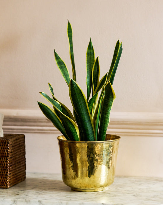 Golden Trumpet Brass Planter