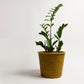 BLACK FRIDAY Small Kanbalu Planter