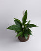 Rangoon Rattan Planter