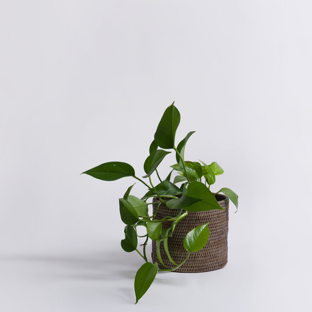 small rattan plant pot Rattan Planter Pot - Brown or Grey