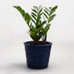 BLACK FRIDAY Medium Kanbalu Planter