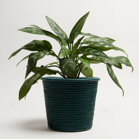 Kanbalu Planter | Dark Green | Large