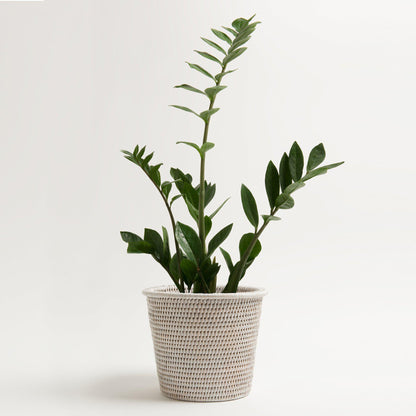 Kanbalu Planter | Small, Medium &amp; Large
