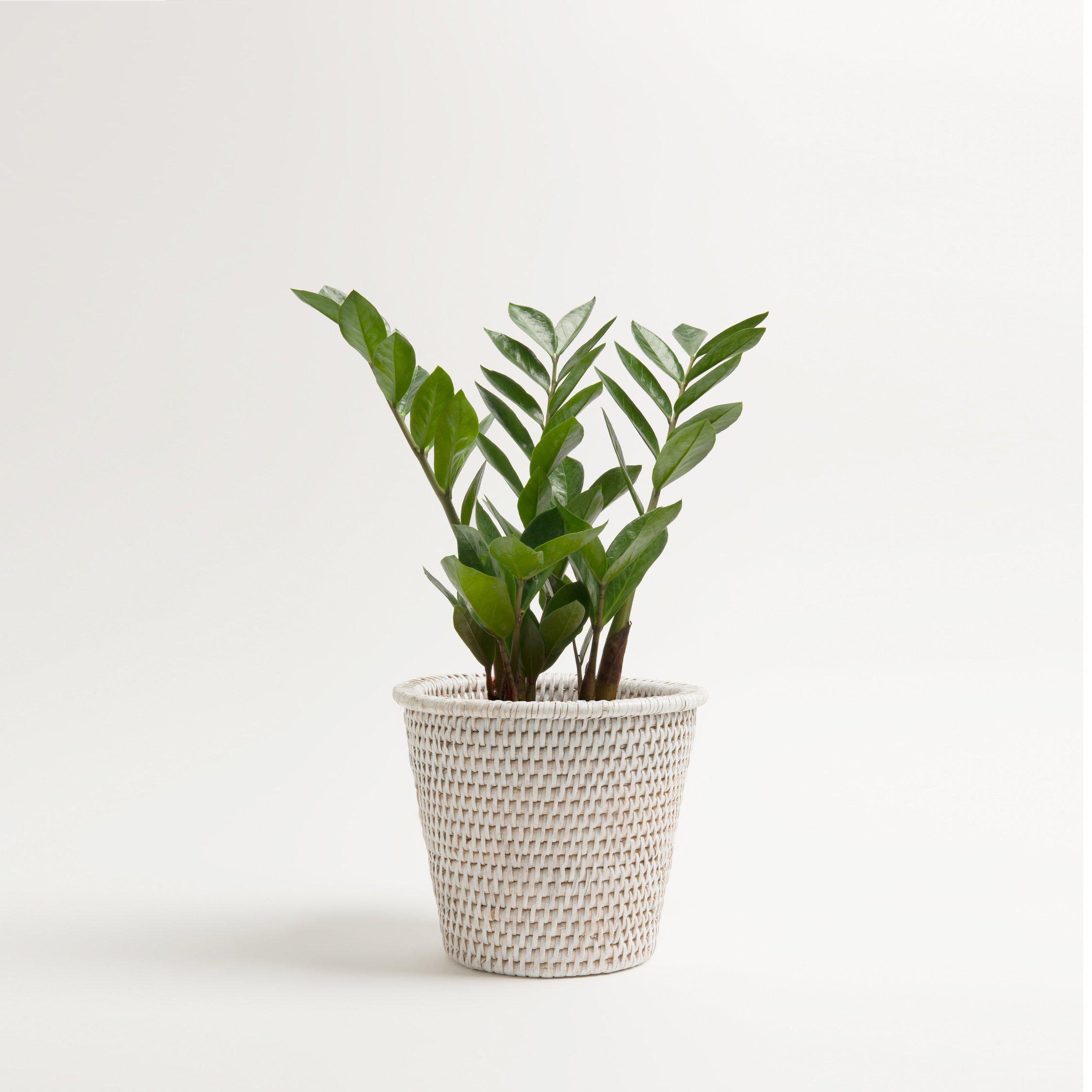 Kanbalu Planter | Small, Medium &amp; Large