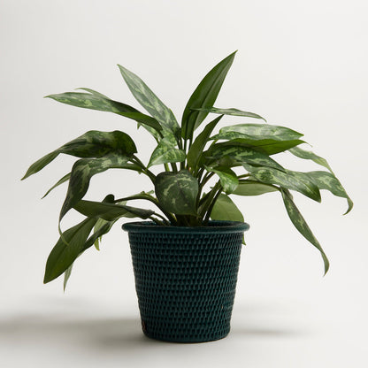Kanbalu Planter | Small, Medium &amp; Large