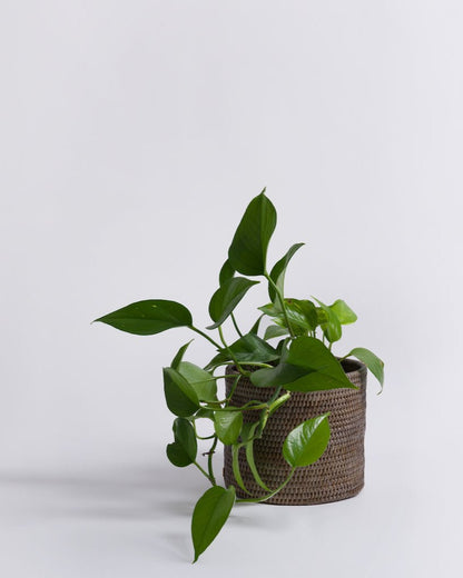 BLACK FRIDAY | Rangoon Rattan Planter | Grey